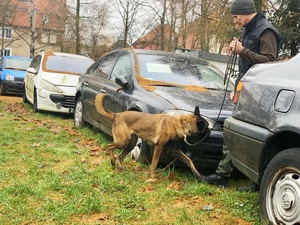 Funkcjonariusz z psem podczas ćwiczeń przy samochodach