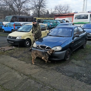Funkcjonariusz z psem podczas ćwiczeń