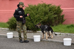 Przewodnik z psem
