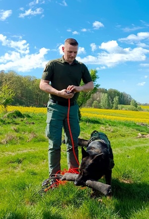 Funkcjonariusz SG z psem służbowym podczas zajęć z  tropienia w tle łąka