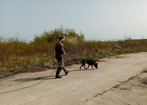 Funkcjonariusz SG z psem służbowym podczas zajęć z  tropienia na drodze betonowej