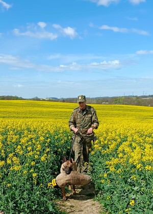 Funkcjonariusz SG z psem służbowym podczas zajęć z  tropienia w polu rzepaku