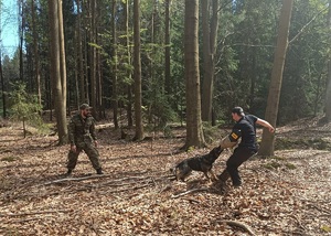 Funkcjonariusz SG, oraz pozorant ćwiczący z psem służbowym w terenie zalesionym
