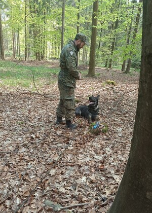 Funkcjonariusz SG z psem służbowym podczas zajęć z  tropienia w terenie zalesionym