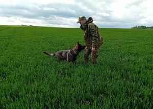 Funkcjonariusz SG z psem służbowym podczas zajęć z  tropienia na polu uprawnym