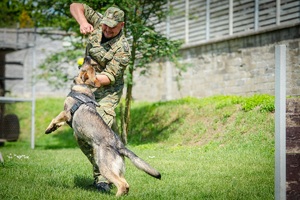 Pies – najlepszy przyjaciel przewodnika Pies – najlepszy przyjaciel przewodnika