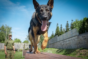 Pies – najlepszy przyjaciel przewodnika Pies – najlepszy przyjaciel przewodnika