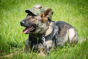 Pies – najlepszy przyjaciel przewodnika Pies – najlepszy przyjaciel przewodnika