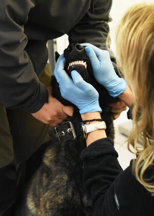 Szkolenie specjalistyczne z zakresu kynologii służbowej Szkolenie specjalistyczne z zakresu kynologii służbowej