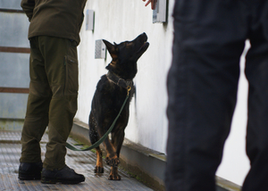Szkolenie specjalistyczne z zakresu kynologii służbowej Szkolenie specjalistyczne z zakresu kynologii służbowej