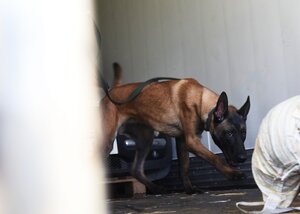 Szkolenie specjalistyczne z zakresu kynologii służbowej Szkolenie specjalistyczne z zakresu kynologii służbowej