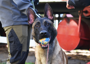 Szkolenie specjalistyczne z zakresu kynologii służbowej Szkolenie specjalistyczne z zakresu kynologii służbowej