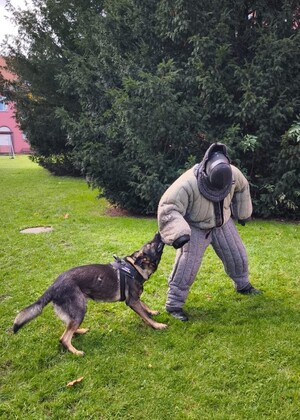 Zakończenie kursów doskonaląco-atestacyjnych przewodników psów tropiących i tropiąco-patrolowych Funkcjonariusz SG wraz z psem służbowym podczas egzaminu