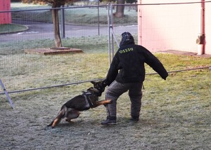 Tropienie i patrol – specjalistyczne szkolenie przewodników psów służbowych Tropienie i patrol – specjalistyczne szkolenie przewodników psów służbowych