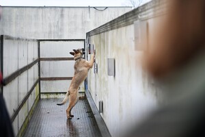 Rozpoczęcie szkolenia specjalistycznego z zakresu kynologii służbowej przewodników psów tropiąco - patrolowych Rozpoczęcie szkolenia specjalistycznego z zakresu kynologii służbowej przewodników psów tropiąco - patrolowych