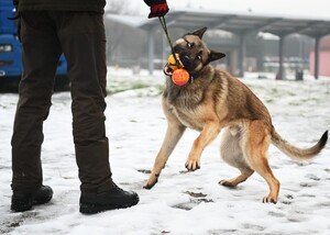 Rozpoczęcie szkolenia specjalistycznego z zakresu kynologii służbowej przewodników psów tropiąco - patrolowych Rozpoczęcie szkolenia specjalistycznego z zakresu kynologii służbowej przewodników psów tropiąco - patrolowych