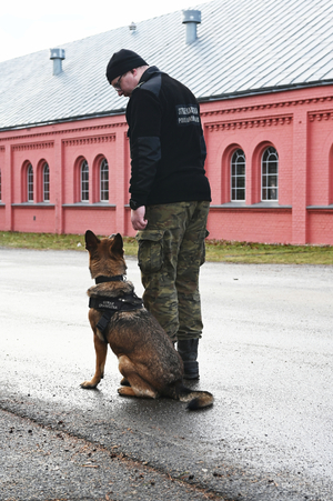 Zakończenie kursów doskonaląco-atestacyjnych przewodników psów tropiących, tropiąco-patrolowych i patrolowo-obronnych. Zakończenie kursów doskonaląco-atestacyjnych przewodników psów tropiących, tropiąco-patrolowych i patrolowo-obronnych.