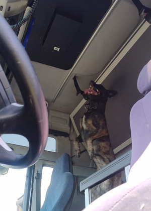 Szkolą się u nas policyjne psy służbowe Szkolą się u nas policyjne psy służbowe