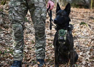 Szkolą się u nas policyjne psy służbowe Szkolą się u nas policyjne psy służbowe