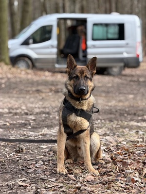 Cztery łapy na straży bezpieczeństwa – Dzień Psa z bohaterami w służbie Cztery łapy na straży bezpieczeństwa – Dzień Psa z bohaterami w służbie