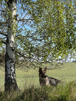 Cztery łapy na straży bezpieczeństwa – Dzień Psa z bohaterami w służbie Cztery łapy na straży bezpieczeństwa – Dzień Psa z bohaterami w służbie